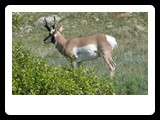 Custer State Park
� 2009 Robert Sass