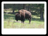 Custer State Park
� 2009 Robert Sass