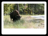 Custer State Park
� 2009 Robert Sass
