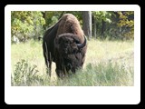 Custer State Park
� 2009 Robert Sass