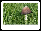 Mushroom
� 20109 Robert Sass